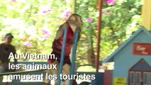 L'Ile aux singes amuse les touristes mais pas les macaques