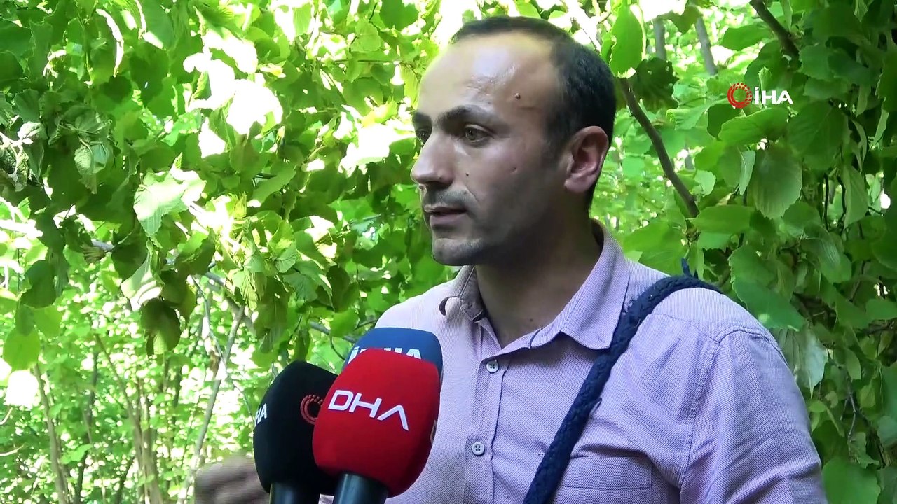 Hizan fındığı ilk hasadını verdi