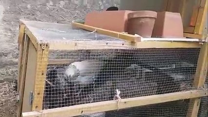 Des riverains excédés par les chants intempestifs des volailles