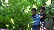 Bitlis hizan'da fındık hasadı başladı