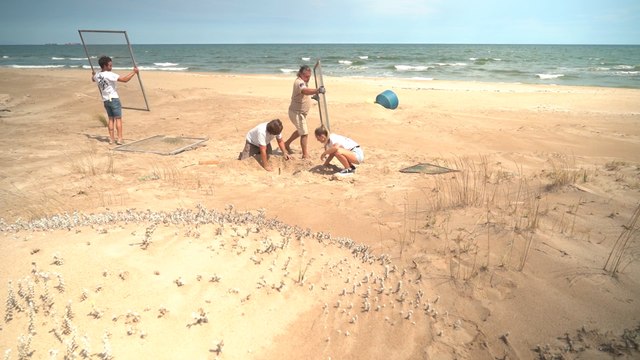 Voluntarios cuidarán un nido de huevos de tortugas bobas