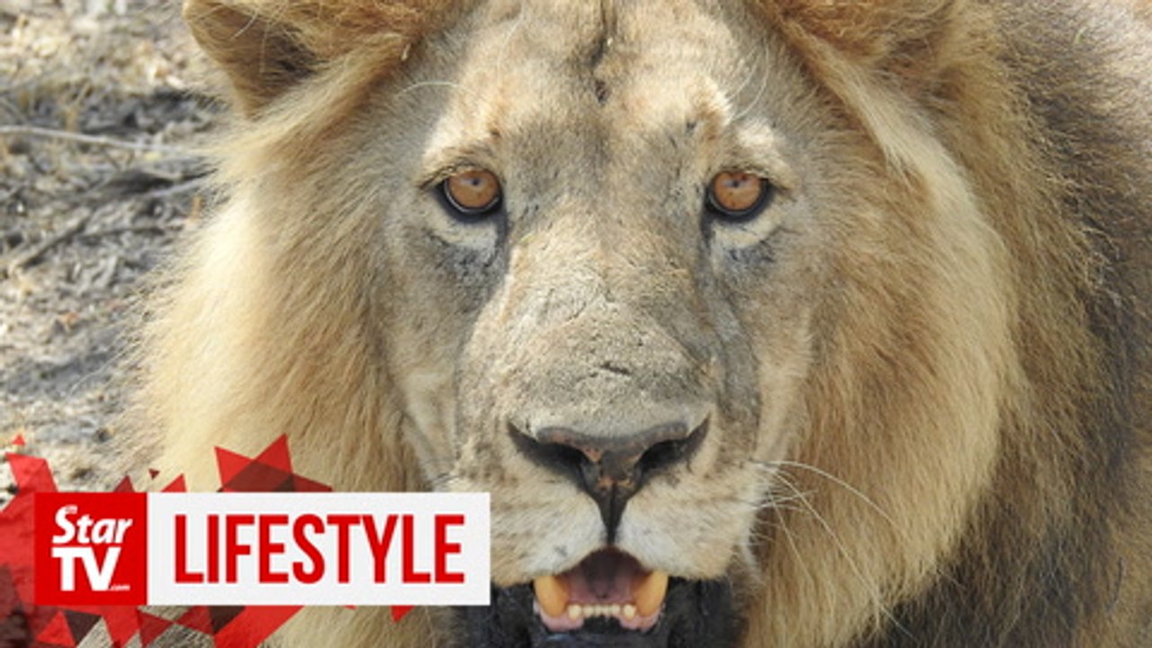 OFF THE BEAT: Save Tanzania’s wildlife
