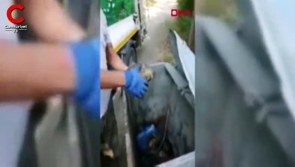 Çöpe atılan kaplumbağaları, temizlik görevlileri kurtardı