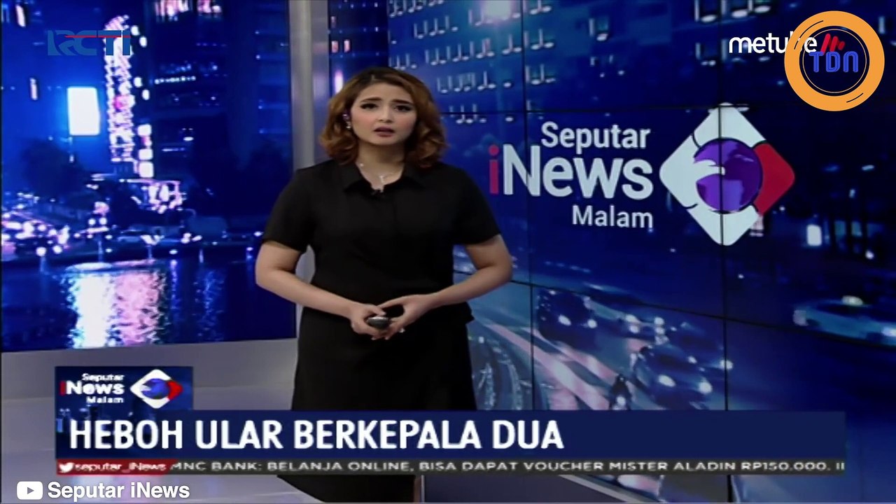 Un serpent à deux têtes  a été découvert à Bali !