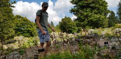 Les plantes montagnardes du Jardin alpin du Haut Chitelet (Hautes Vosges) souffrent de la chaleur et de la sécheresse
