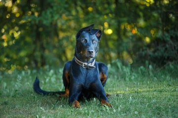 Comment éduquer un chien agressif ?