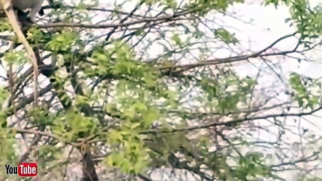 Wild Discovery Animals - Most Amazing Moments Of Wild Animal Fights - Animals Documentary BBC 2018-NGnqAIwHfzI