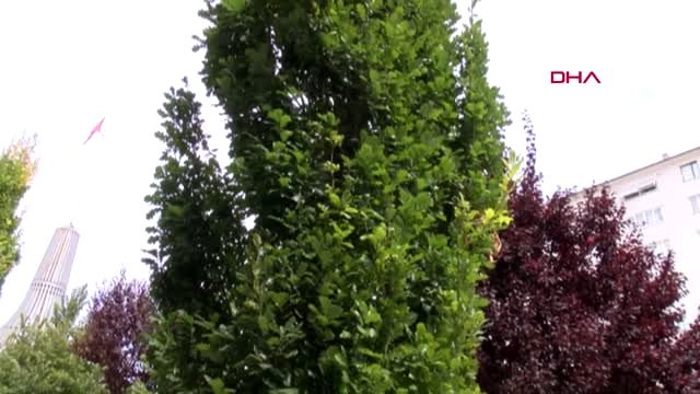 Çorum'da 'yaprak biti' istilasına maskeli önlem