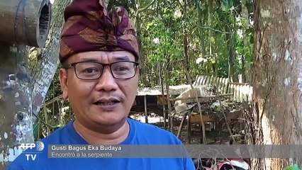 Encuentran serpiente de dos cabezas en Bali