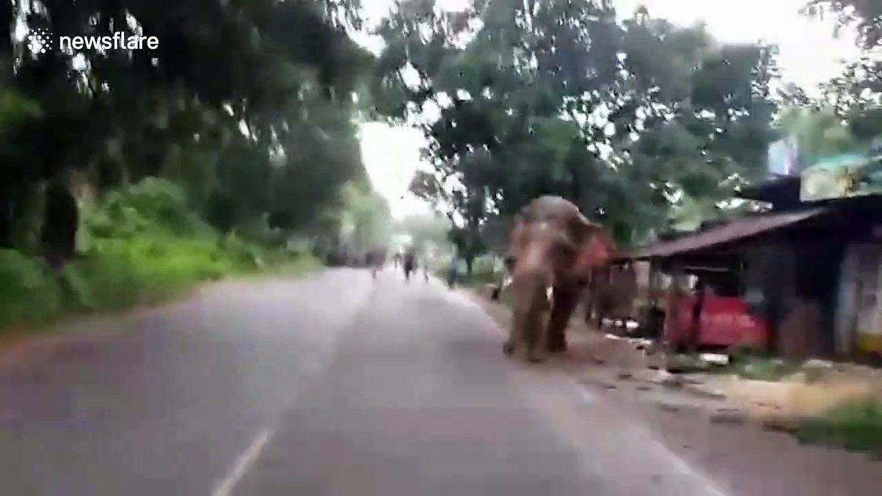 Cet éléphant renverse un camion sur la route !