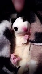 Georgie the Sugar Glider