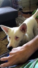 Blind and Deaf Dog Plays Fetch