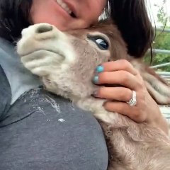Adorable Donkey Loves Cuddles