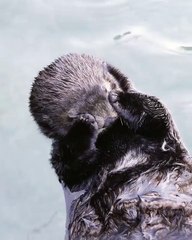 Ce bébé lion de mer est trop chou. Admirez ce qu'il fait !