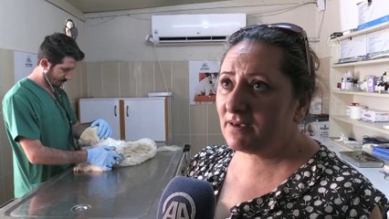 Sokakta bulunan 'Benjamin'i öğrencilere emanet - ADIYAMAN