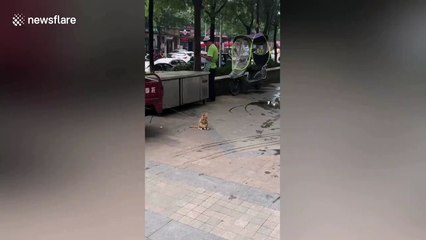 Cat does Asian squat on Chinese street