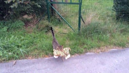 Ce chat est un voleur... d'ours en peluche