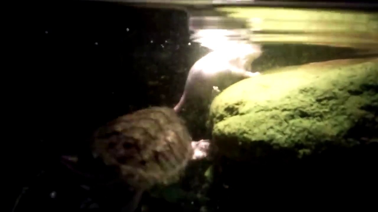 Cette tortue serpentine mange... des souris