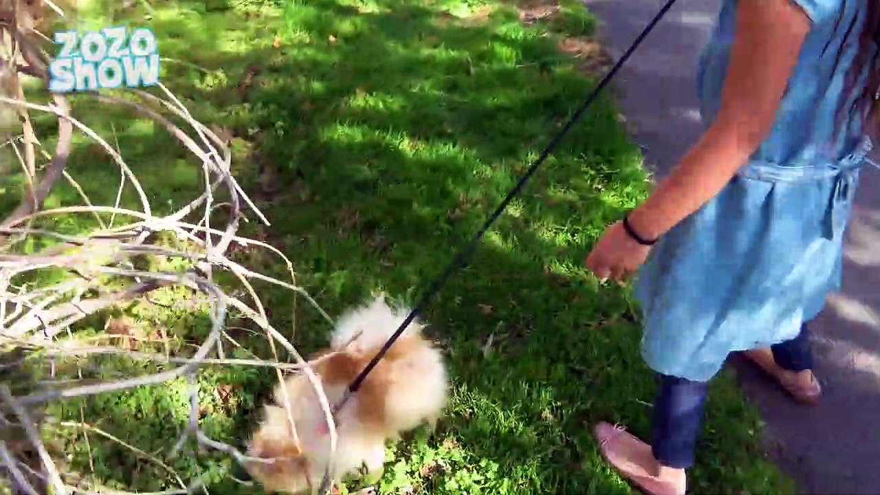 ZoZo Show - How to Train / Take Care of a Pomeranian Puppy for Kids