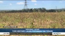 Ribuan Hektare Lahan Pertanian di Banyumas Alami Kekeringan