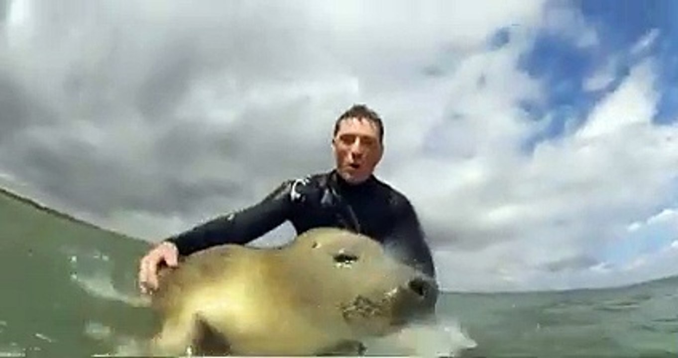 Surfer gives a ride to a tired seal that may have been chased by a shark.