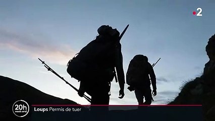 Loups : des brigades disposent du permis de tuer