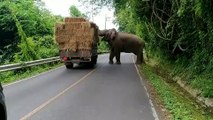 Cet éléphant coupe la route à un camion pour manger du foin