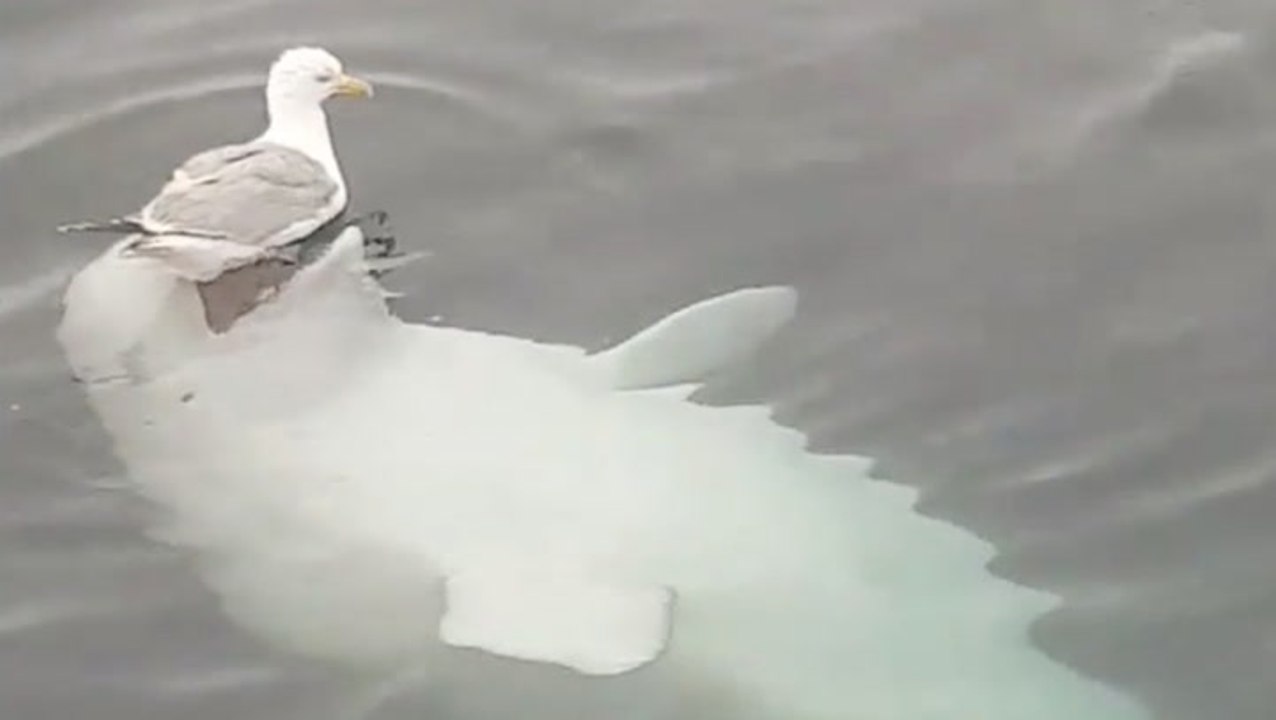 Friendly Beluga Whale Plays With A Bird Video Dailymotion