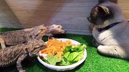 Ultimate CUTE CATS Compilation - Cute Pets 2017