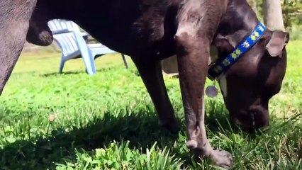 Cutest Baby Doing Funny Actions - Fun and Fails Baby Video