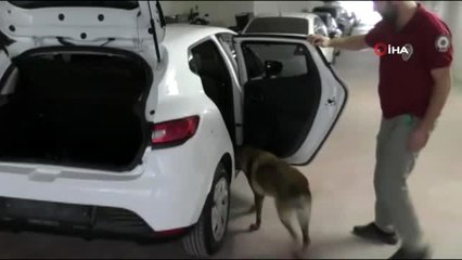 Arabanın teybine saklanan uyuşturucu keskin burun Rona'ya takıldı