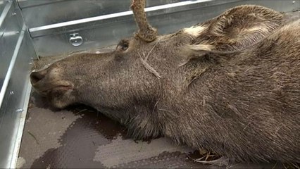 Идёт охота на лосей