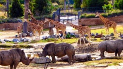 Os zoológicos mais incríveis do mundo