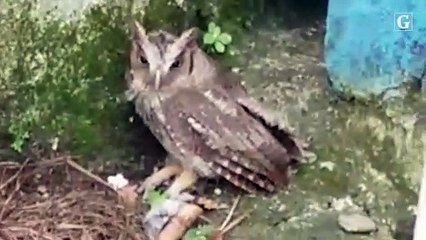 Coruja é encontrada em uma residência de Vitória