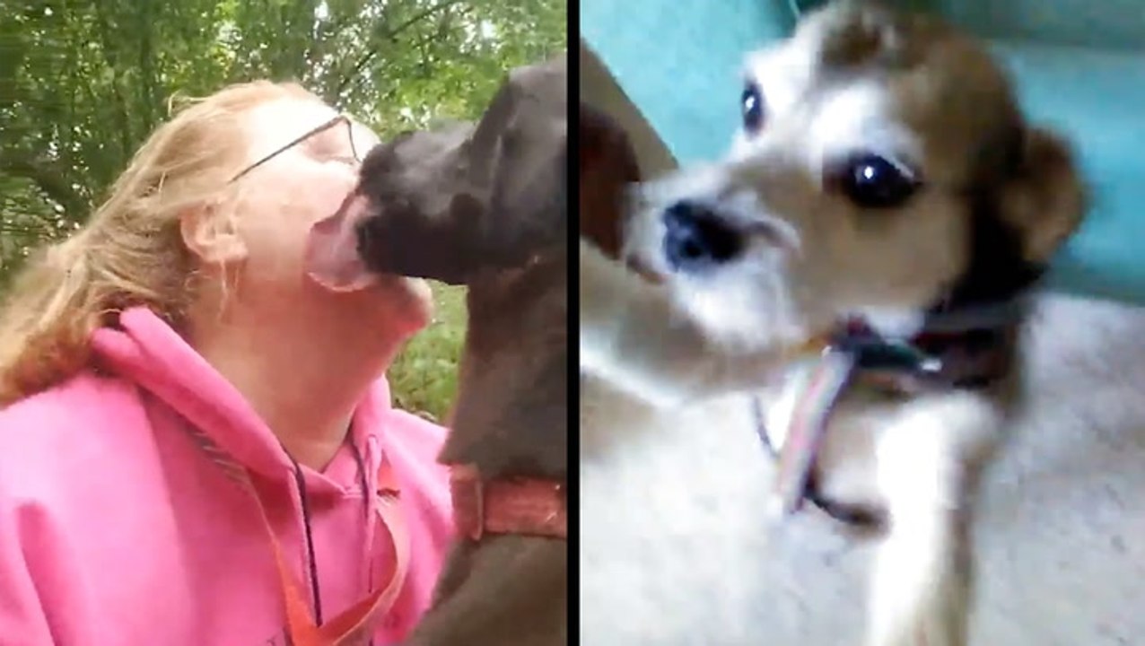 Precious Doggies Are Overjoyed To See Their Humans
