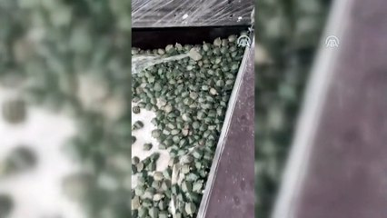 Sınır kapısında 2 bin 500 su kaplumbağası yakalandı - ARTVİN