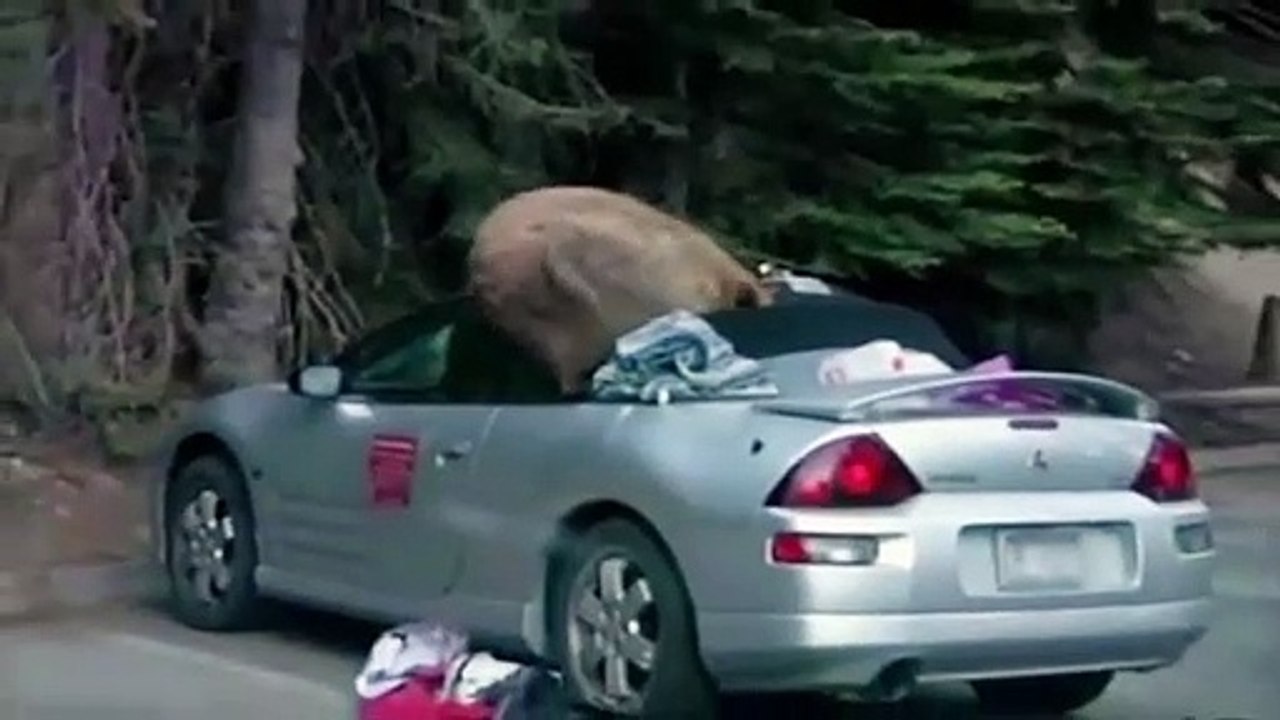 Bear Attacks Car