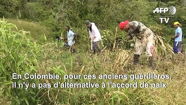 En Colombie, d'ex-rebelles FARC défendent le processus de paix