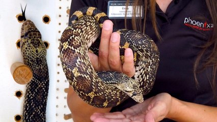 Meet Toby the Sonoran Gopher Snake