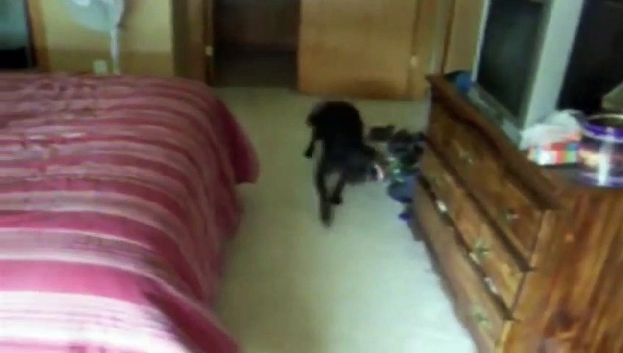 Dog Hides Under Bed for Bath But Jumps Out for a Walk