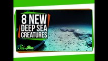 8 Strange New Deep Sea Creatures