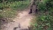 Giant snake obstructs Columbian soldiers