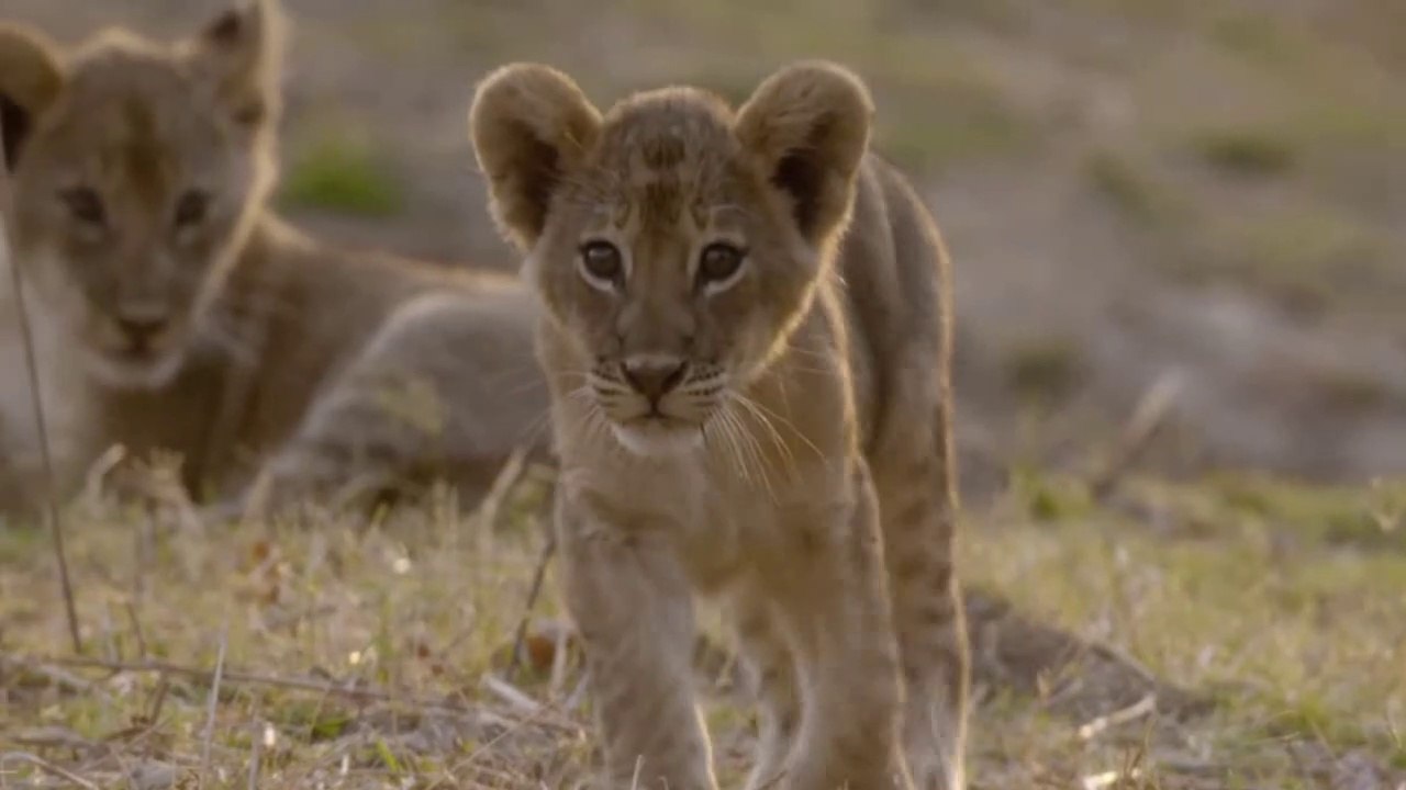 Beautiful Mom lion and cubs