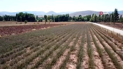 Gümüşhane artık lavanta kokuyor...Lavanta tarlaları havadan görüntülendi