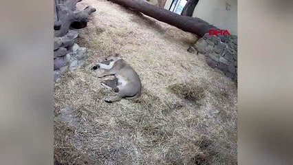 Nesli tükenmekte olan asya aslanı, 3 yavru doğurdu