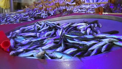 Balık sezonu açıldı, tezgahlar şenlendi