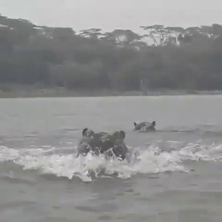 Chassés par des hippopotames en bateau sur un...