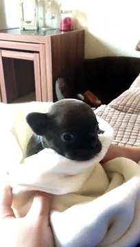 Ce bébé chien essaye d'hurler.. trop mignon