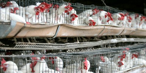 Británica "monta un pollo" descomunal a costa de las aves de corral enjauladas en un mercado marroquí