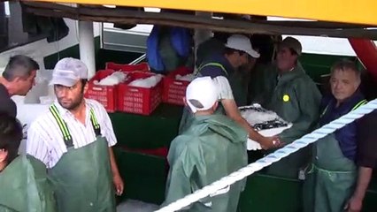 Bandırma balık halinde hamsi bereketi - BALIKESİR